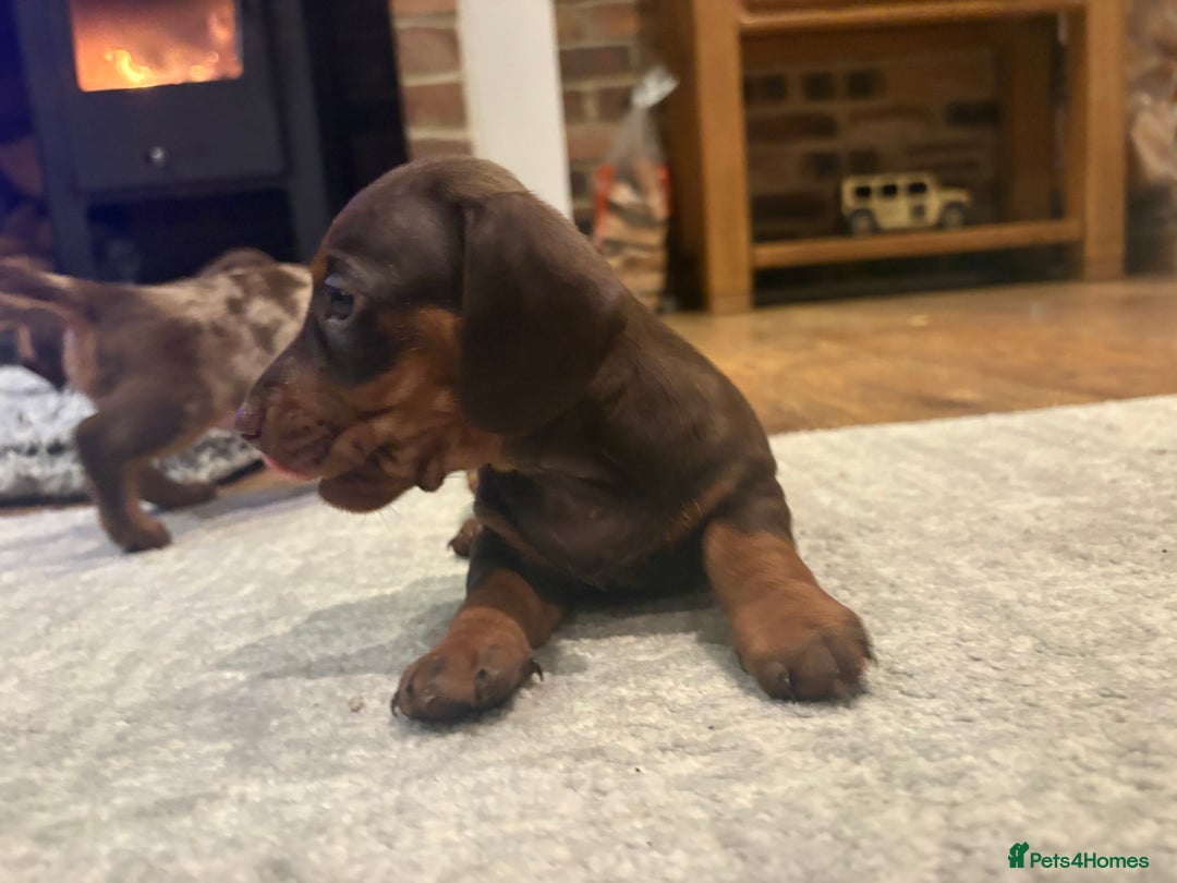 Dachshund dogs for sale: Dachshunds for Sale - Advert 19
