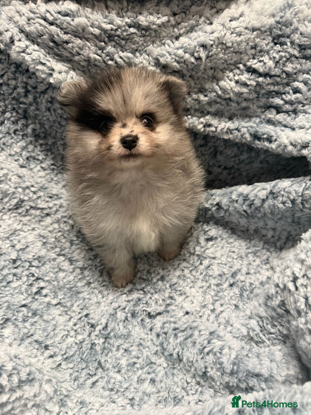 Pomeranian dogs for sale: Puppies Ready for new homes  - Advert 9