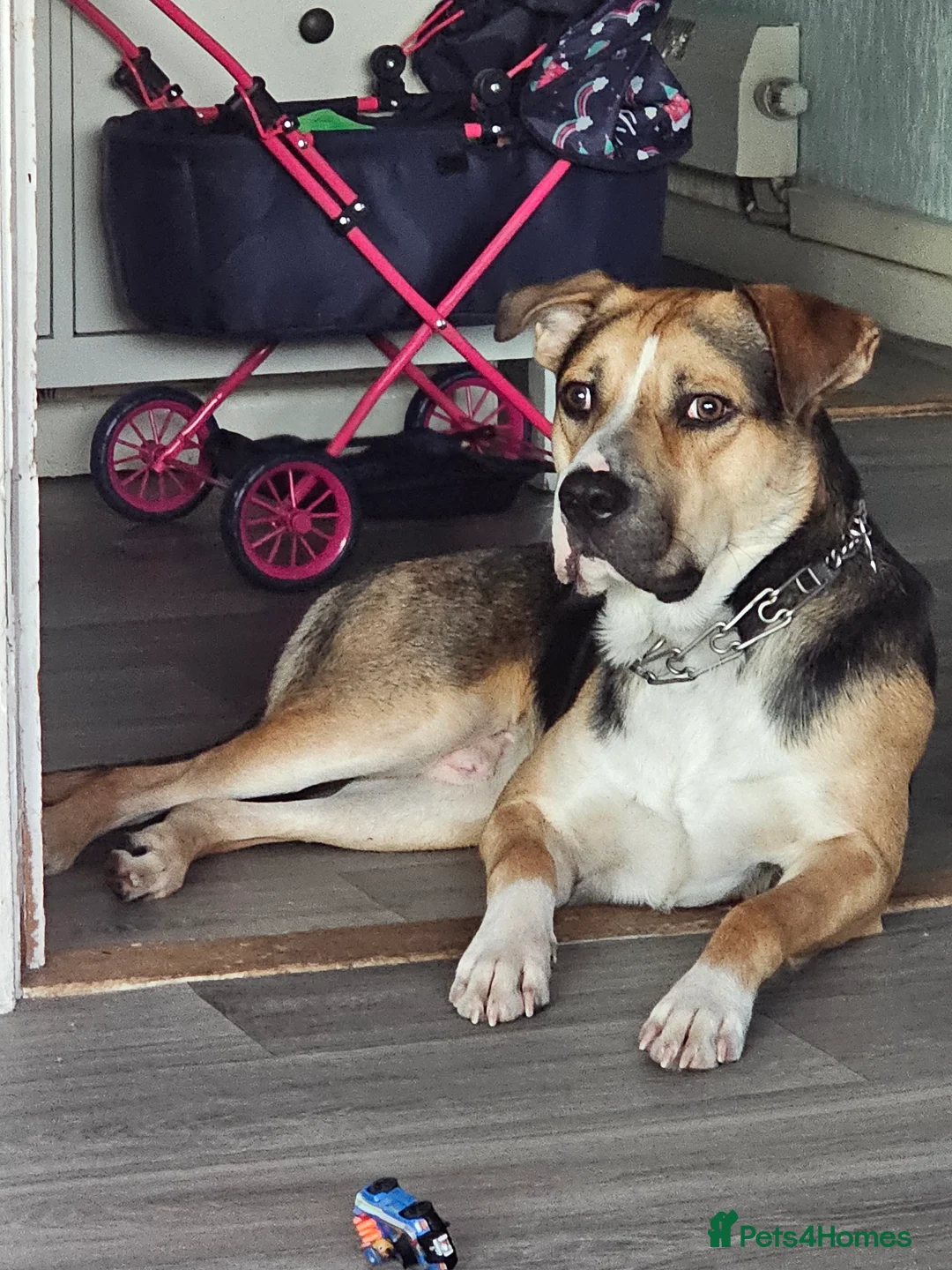 Mixed Breed dogs for sale: Huntway cross - Advert 20