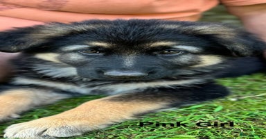 German Shepherd dogs - Advert 2