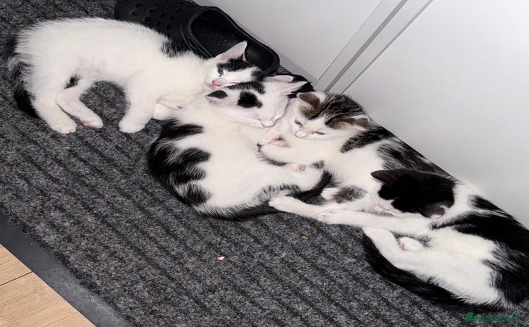 Domestic Shorthair cats - Advert 16