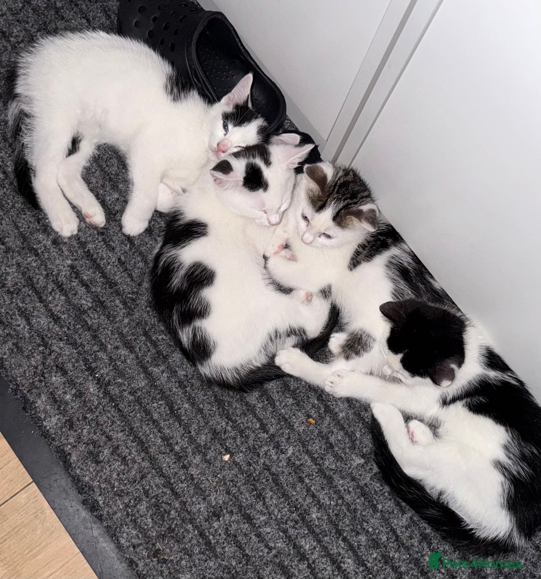 Domestic Shorthair cats for sale: 3 male kittens  - Image 1