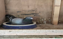 Pigeons birds for sale: Baby and adult racing Pigeons  - Image 20