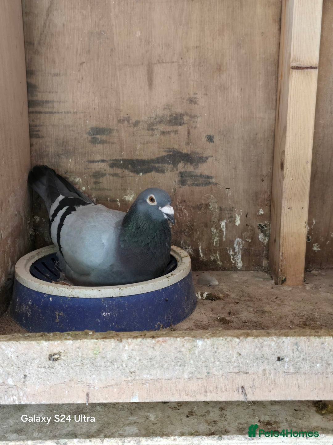 Pigeons birds for sale: Baby and adult racing Pigeons  - Image 20