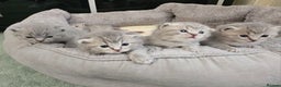 British Shorthair cats for sale: Beautiful British Shorthair Kittens for Sale - Advert 10