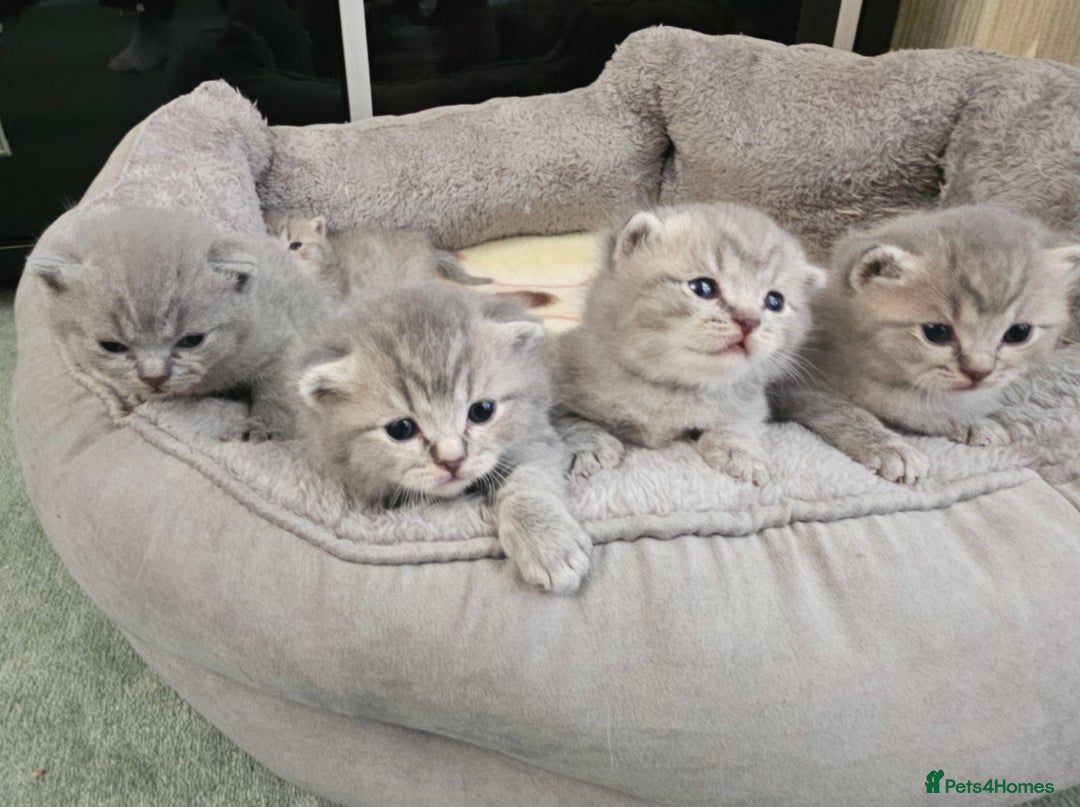 British Shorthair cats for sale: Beautiful British Shorthair Kittens for Sale - Advert 10
