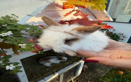 Mini Lion Lop rabbits for sale: Mix of lop & lion head  - Advert 2