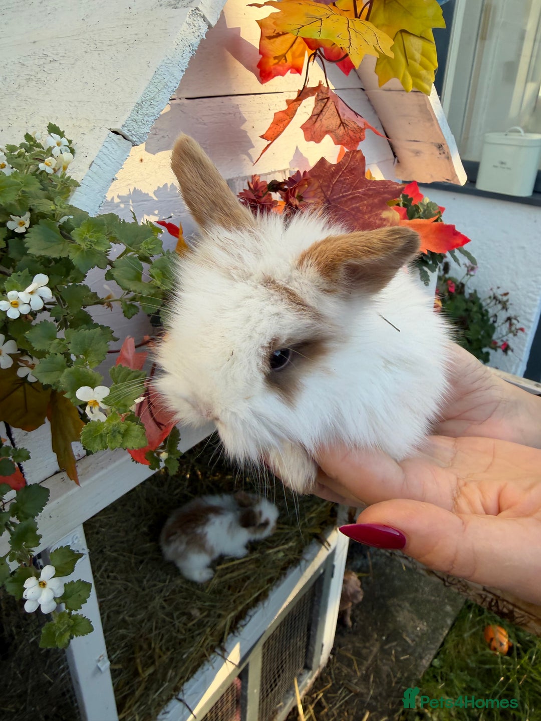 Mini Lion Lop rabbits for sale: Mix of lop & lion head  - Advert 2