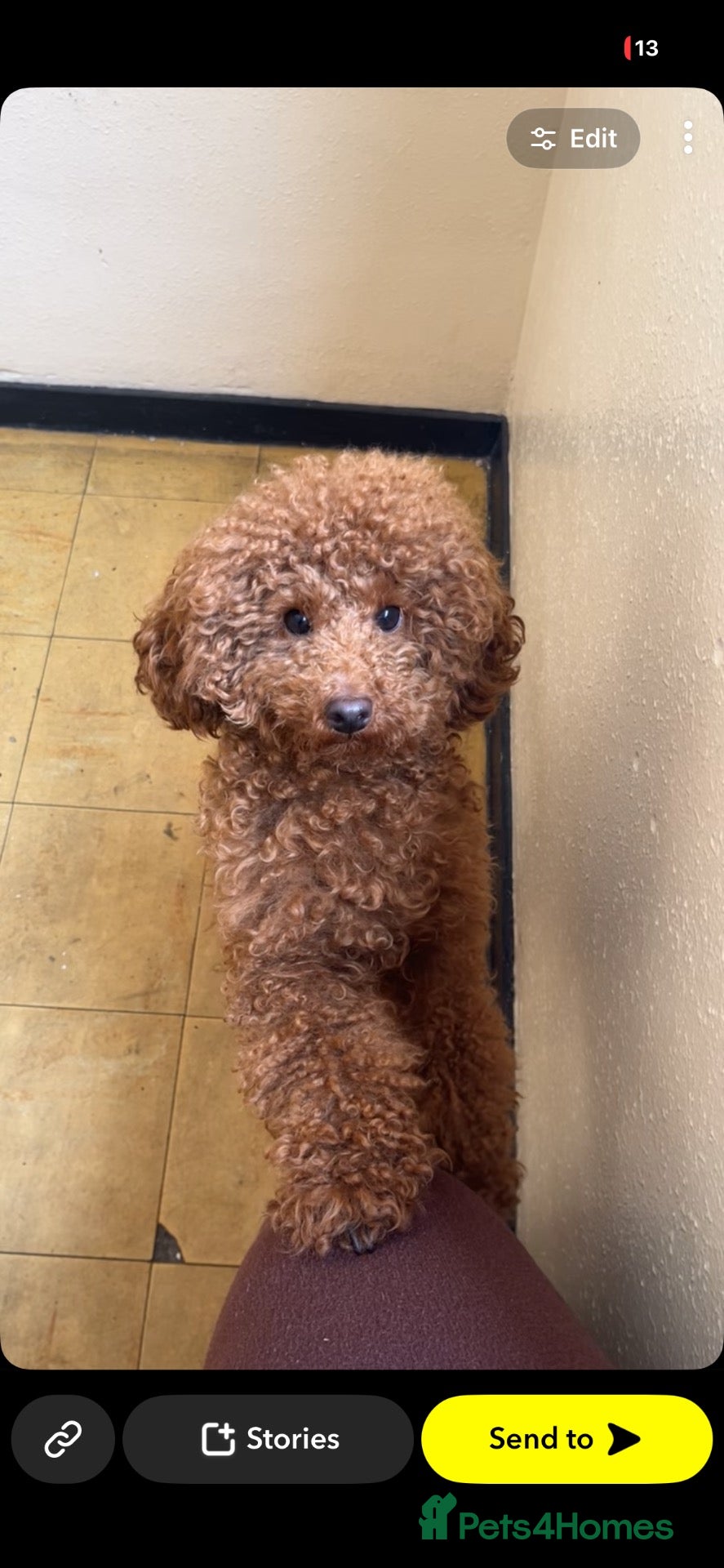 Miniature Poodle dogs 1 year old poodle miniature for sale  - Advert 1