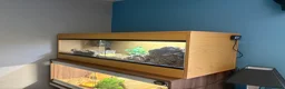 Skink reptiles for sale: Northern Blue Tongue Skink 6 Months Old Male in Wallsend - Advert 6