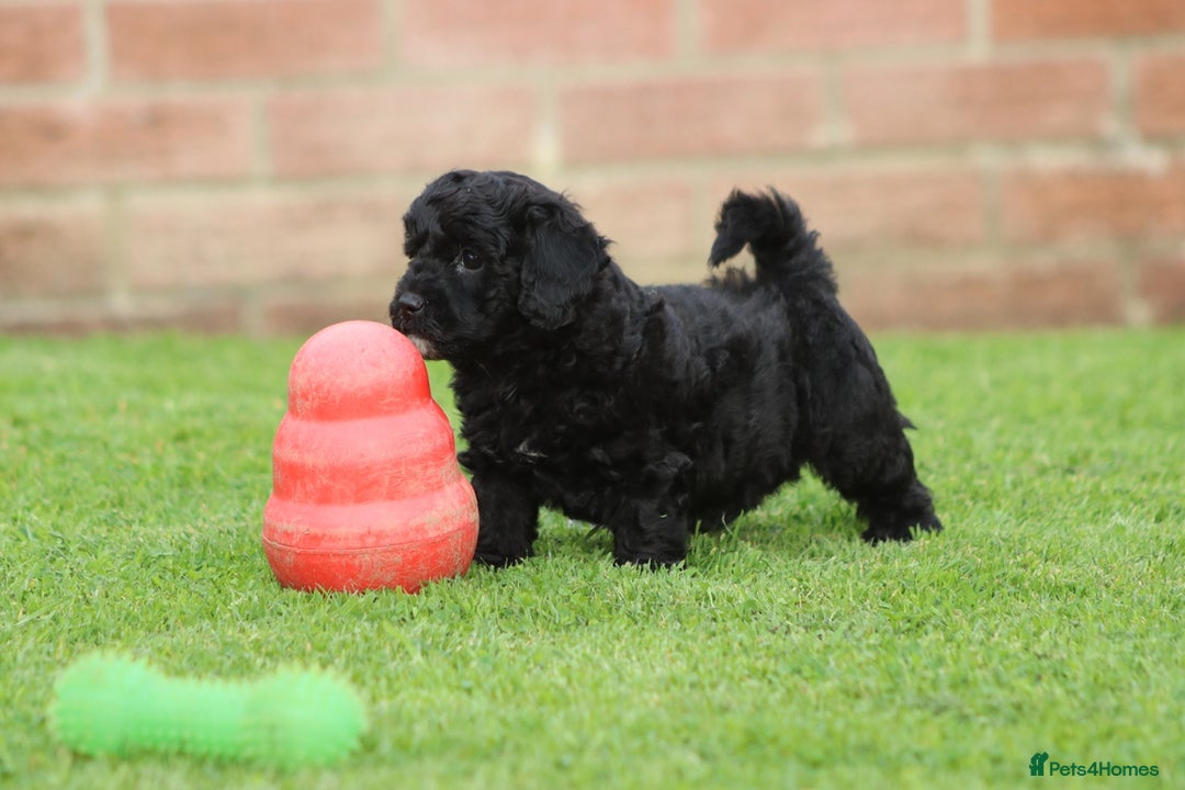 Cavapoochon dogs for sale: Beautiful Cavapoochon puppies for sale - Image 19