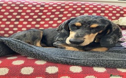 Mixed Breed dogs for adoption: Gypsy a hidden gem is looking for her forever home - Image 12