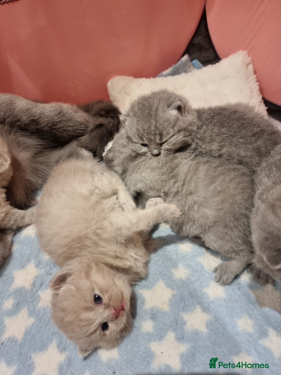 British Shorthair cats for sale: Stunning British Short Hair Kittens - Advert 6