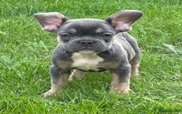 French Bulldog dogs for sale: French bulldog pup visual wire hair - Image 1