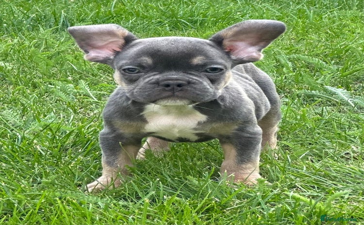 French Bulldog dogs - Advert 8