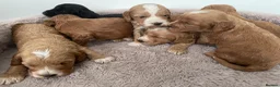 Cockapoo dogs for sale: F1 Cockapoo’s  - Advert 3