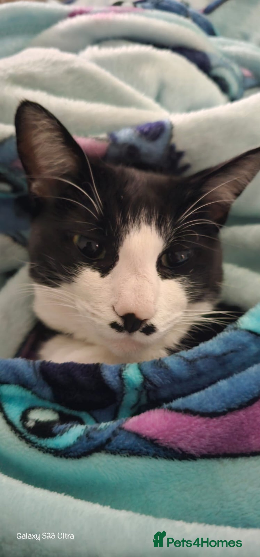 Domestic Shorthair cats for sale: Meemee the Three year old cat  - Image 4