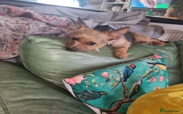 Chorkie dogs for sale: 3 little babies left. - Image 7