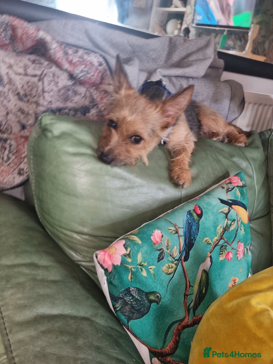 Chorkie dogs for sale: 3 little babies left. - Image 7