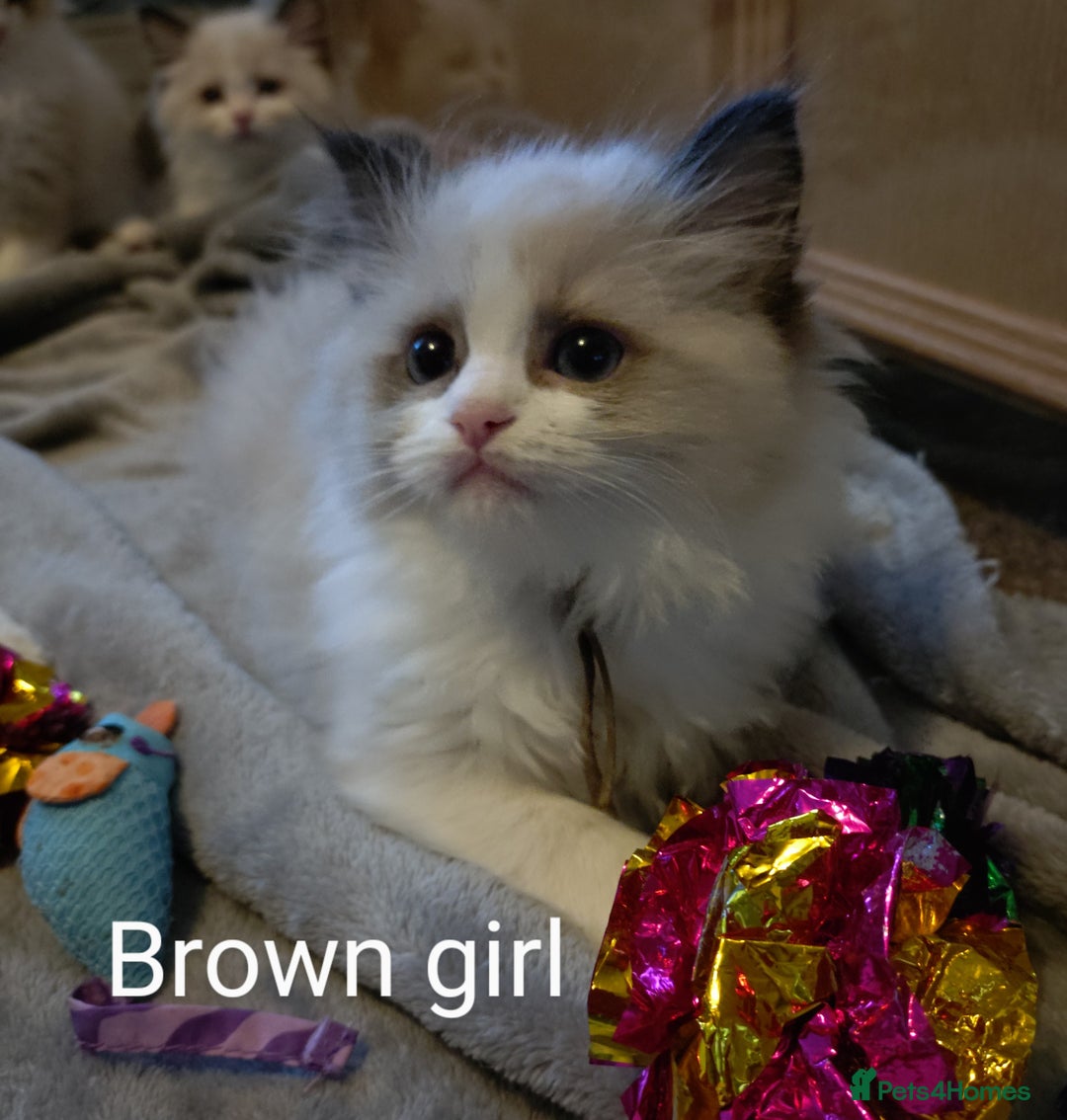 Ragdoll cats for sale: Ragdoll kittens GCCF registered ONE GIRL LEFT £995 - Advert 13