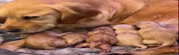 Golden Retriever dogs for stud: Proven Golden Retreiver for stud  in Hassocks - Advert 23