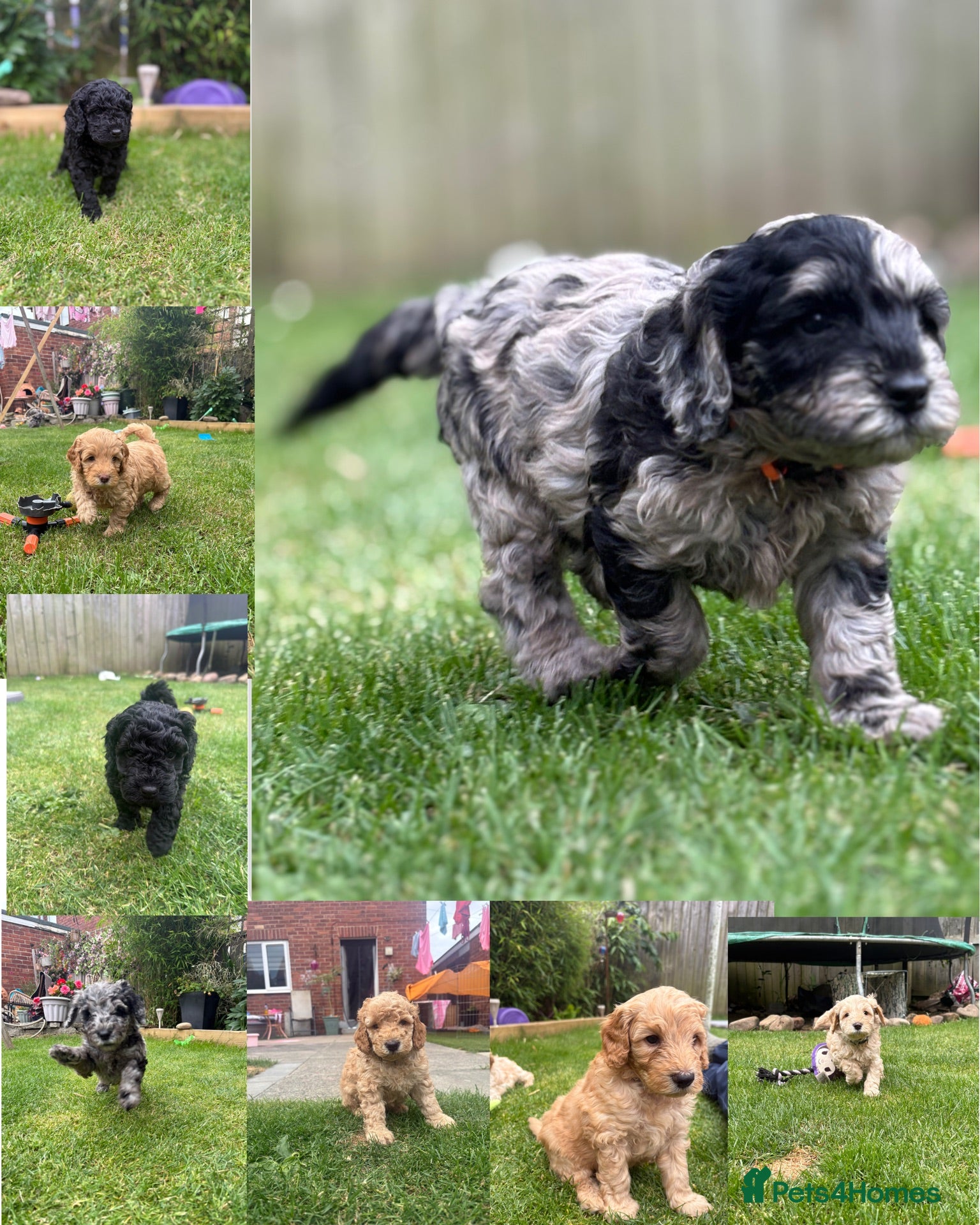 Cockapoo dogs Cockapoo F1B puppies - Advert 2