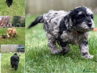 Cockapoo dogs Cockapoo F1B puppies - Advert 1