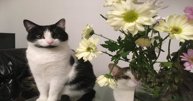 Domestic Shorthair cats - Advert 7