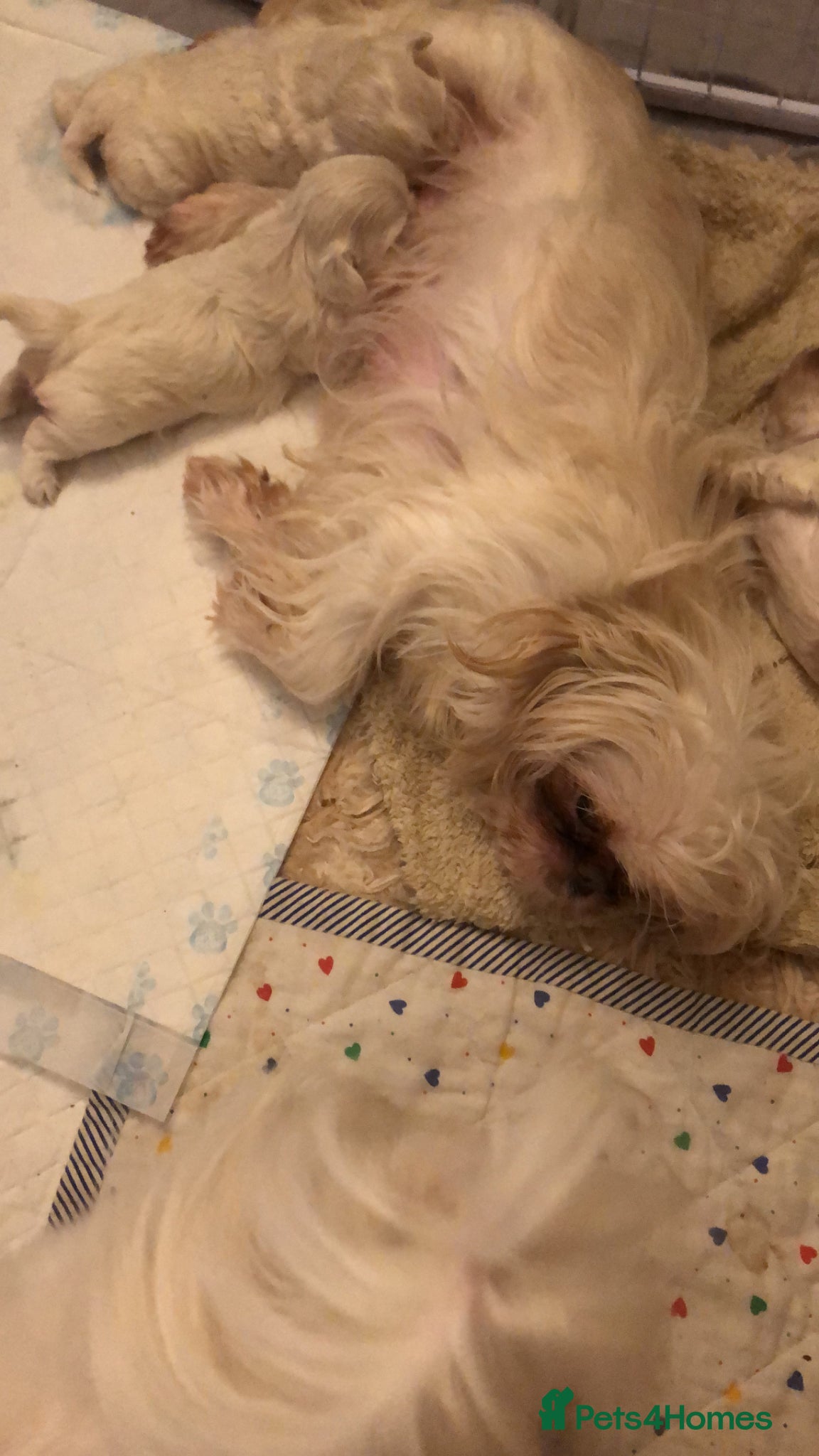 Shih Tzu dogs Beautiful pedigree imperial Shih zhus - Advert 2