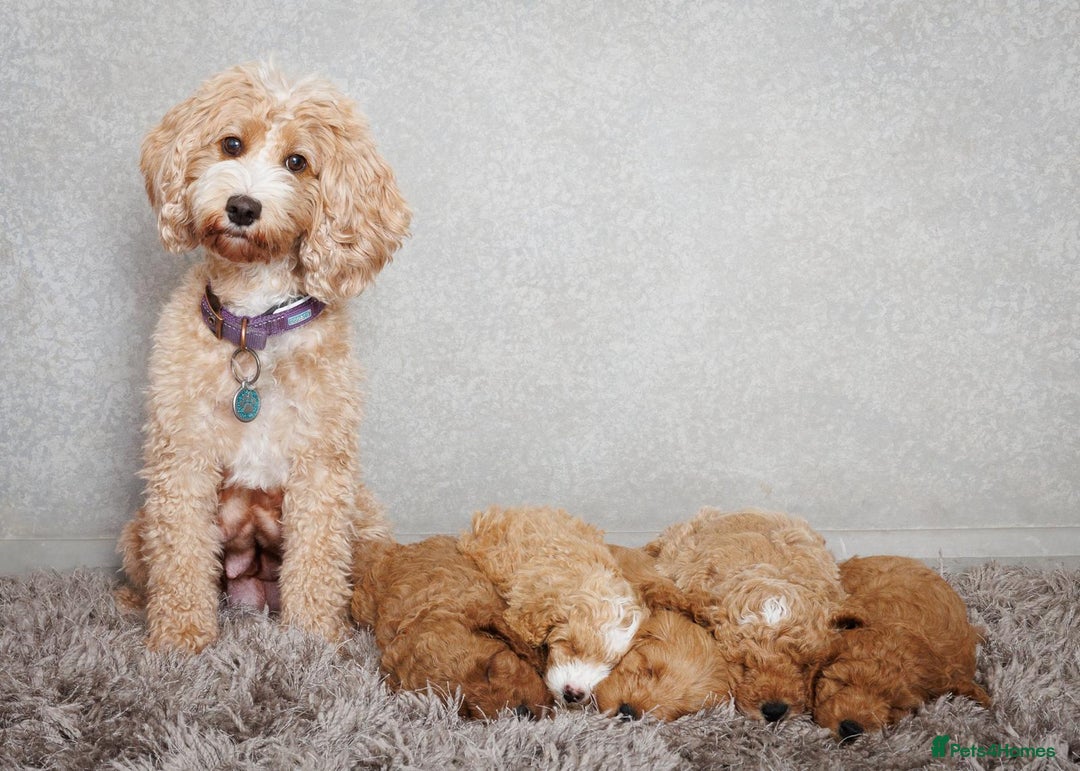 Cockapoo dogs for sale: Beautiful Cockapoo, looking for his forever home.  - Advert 12