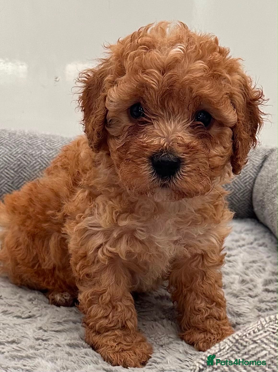 Cavapoo dogs Cavapoo puppies  - Advert 1