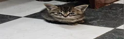 Mixed Breed cats for sale: 🐾 Beautiful Kittens  - Advert 6