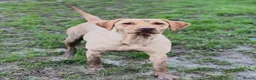 Labrador Retriever dogs for sale: Beautiful chunky black Labrador puppies  in Wickford - Advert 2