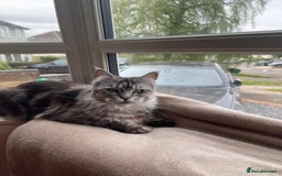 Maine Coon cats for sale: Pedigree GCCF Russian Import line Maine Coons - Image 36