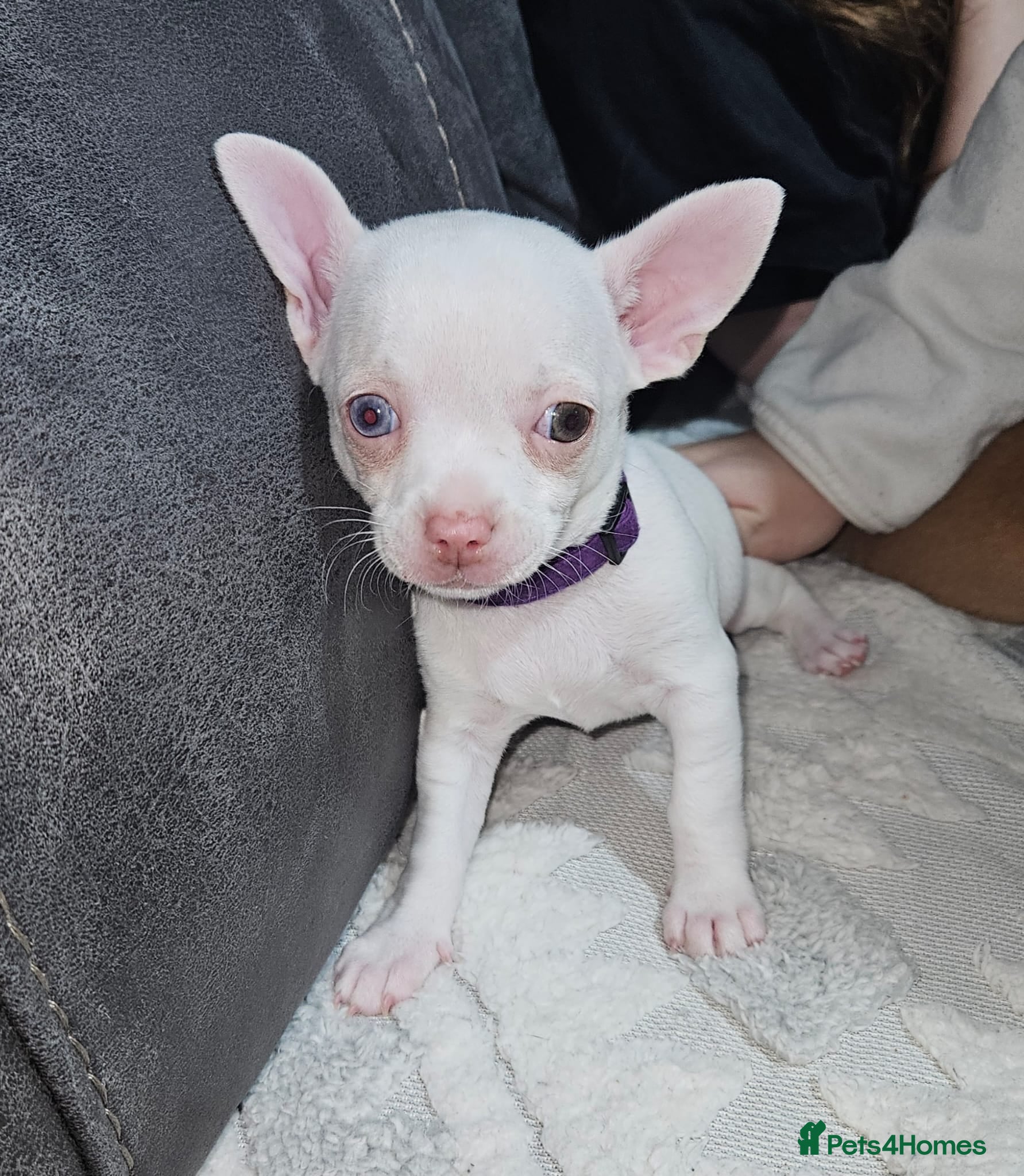 Chihuahua dogs Chihuahua puppies for sale - Advert 12