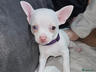 Chihuahua dogs Chihuahua puppies for sale - Advert 12