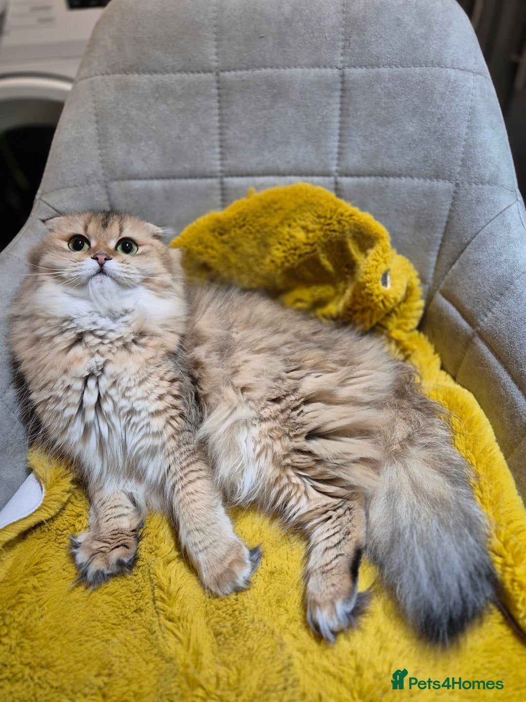 Scottish Fold cats for sale: I girl left! TICA reg. Scottish Fold ready to go - Image 18