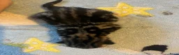 Mixed Breed cats for sale: Amber Bengal X shorthaired Black kittens in Cambridge - Advert 18