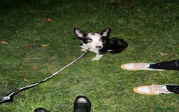 Border Collie dogs for sale: Border Collie for sale - Image 3