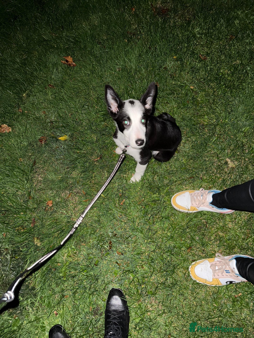Border Collie dogs for sale: Border Collie for sale - Image 3