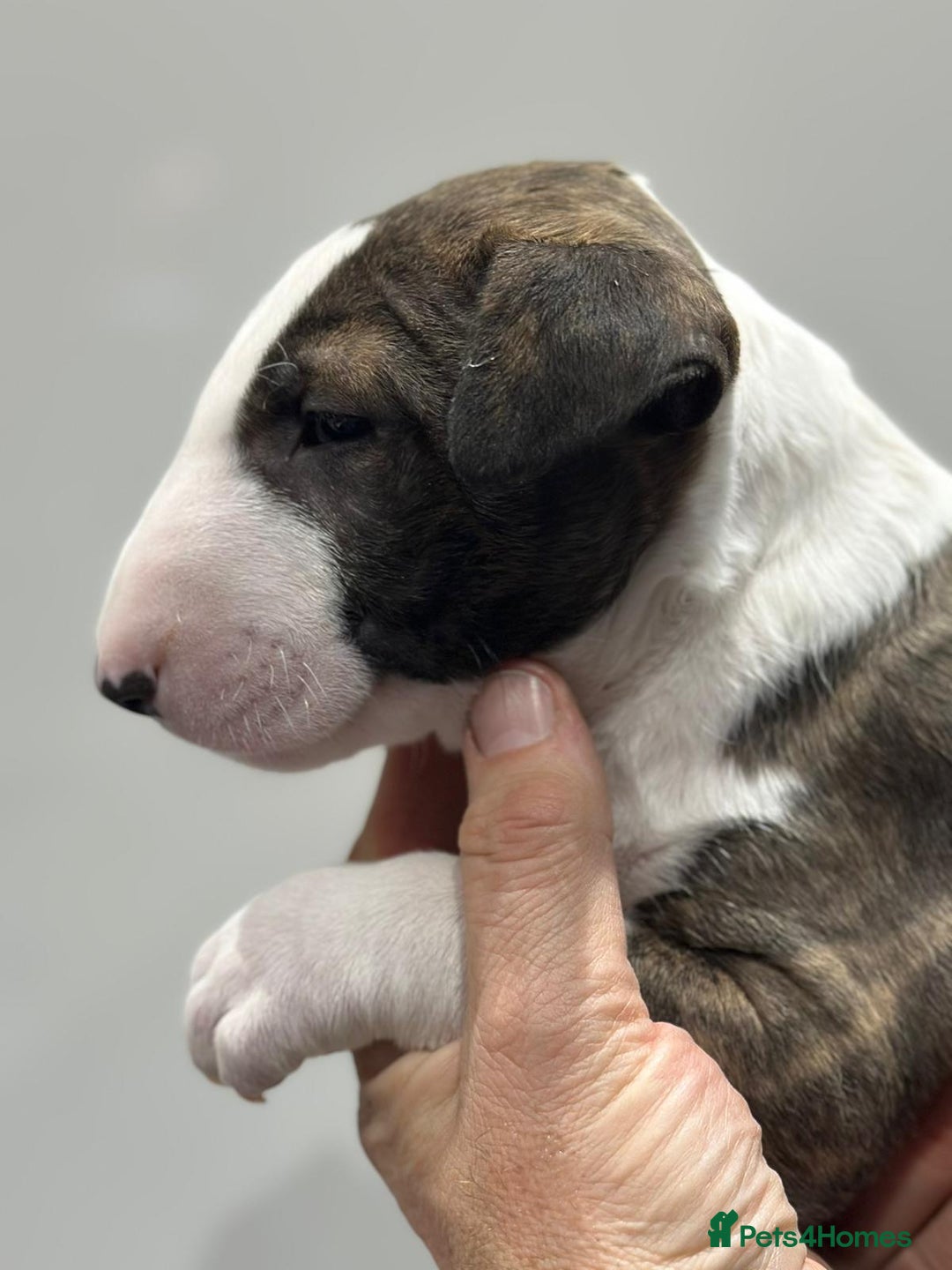 English Bull Terrier dogs for sale: Puppies Available  - Image 21