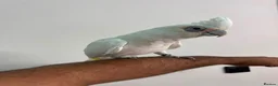 Cockatoo birds for sale: Hand reared bare eyed cockatoo - Advert 3