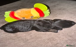 Cockapoo dogs for sale: Tri cockapoo girl  - Image 9