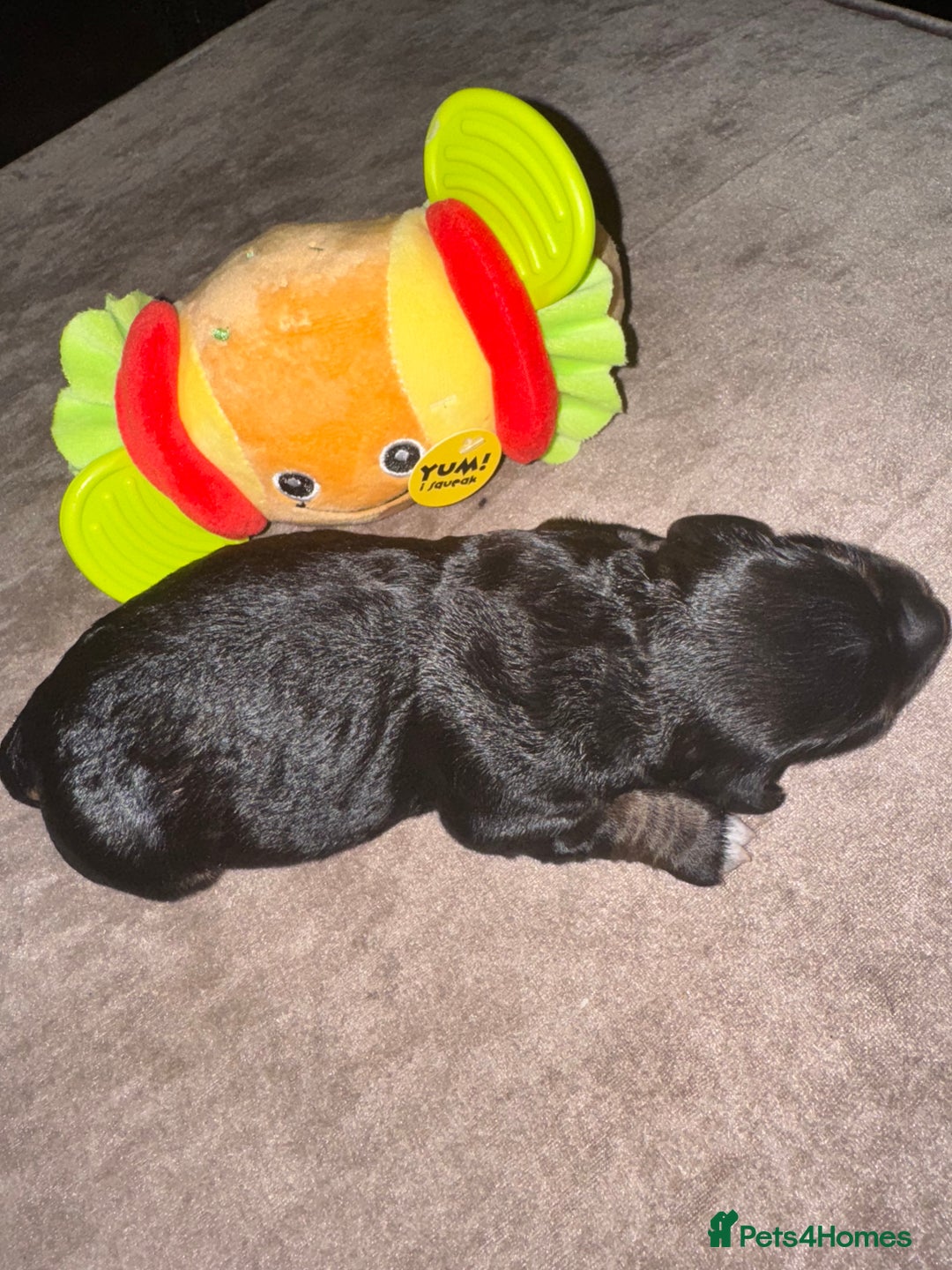 Cockapoo dogs for sale: Tri cockapoo girl  - Image 9