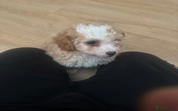 Cavapoo dogs for sale: Adorable cavapoo girl puppy - Advert 8