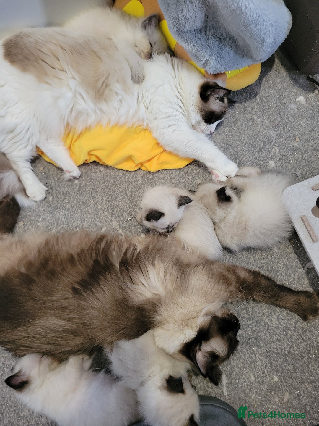 Ragdoll cats for sale: 5 very loved and spoiled Ragdoll kitttens - Advert 14