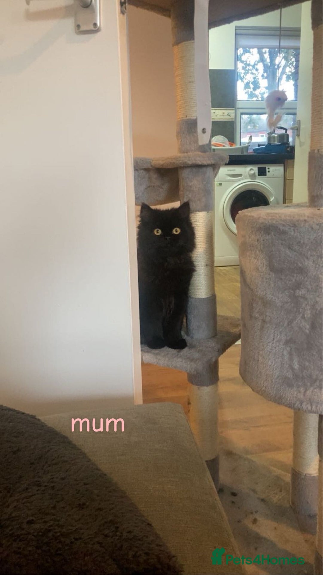 Mixed Breed cats for sale: 5 kittens - Image 7