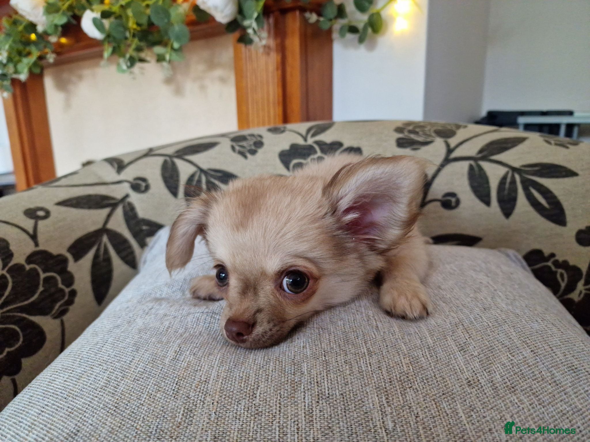Chihuahua dogs REDUCED Chihuahua Puppies READY NOW - Advert 15