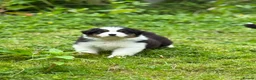 Australian Shepherd dogs for sale: Stunning Australian Shepherd Puppies  - Advert 27