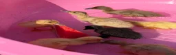 Ducks poultry for sale: Runner × Cayuga - Advert 4